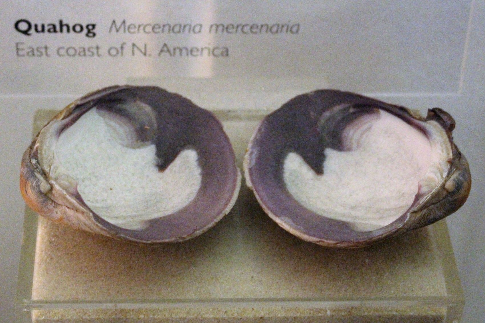 Deep-purple and white interiors of a pair of quahog shells